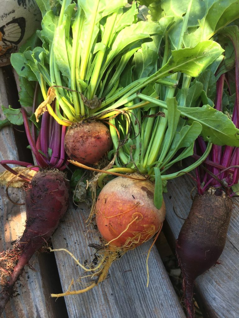 Home Grown Baby Beetroot