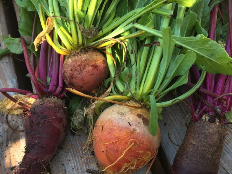 Home Grown Baby Beetroot