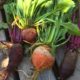 Home Grown Baby Beetroot