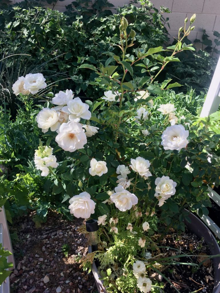 Iceberg Rose