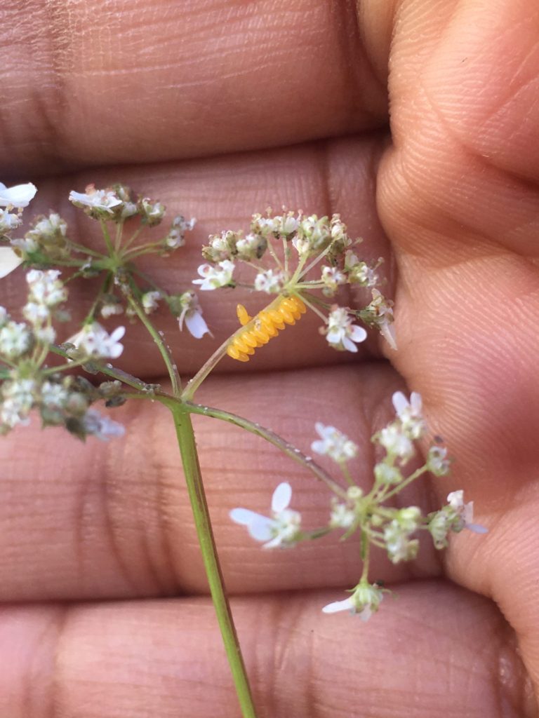 ladybug eggs