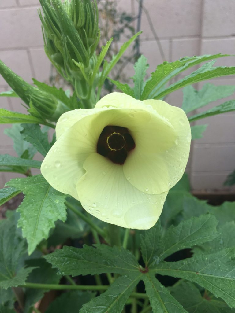 okra blossom