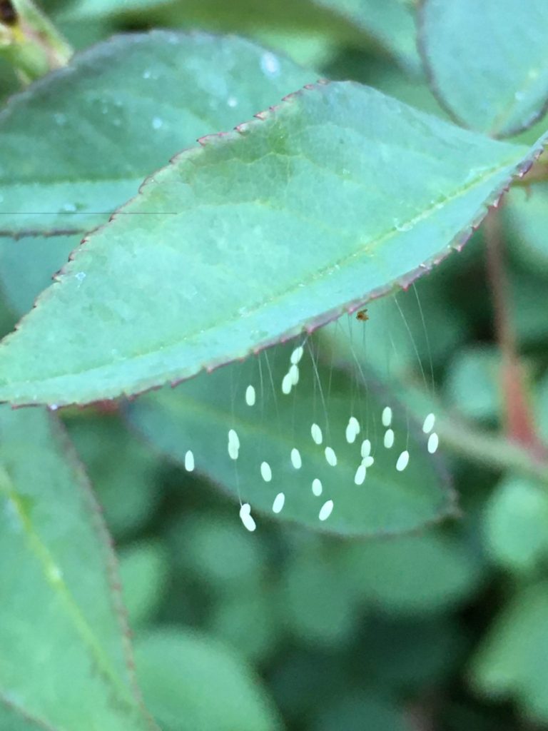 green lacewing eggs