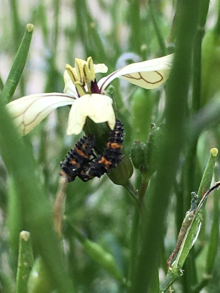 ladybug larvae