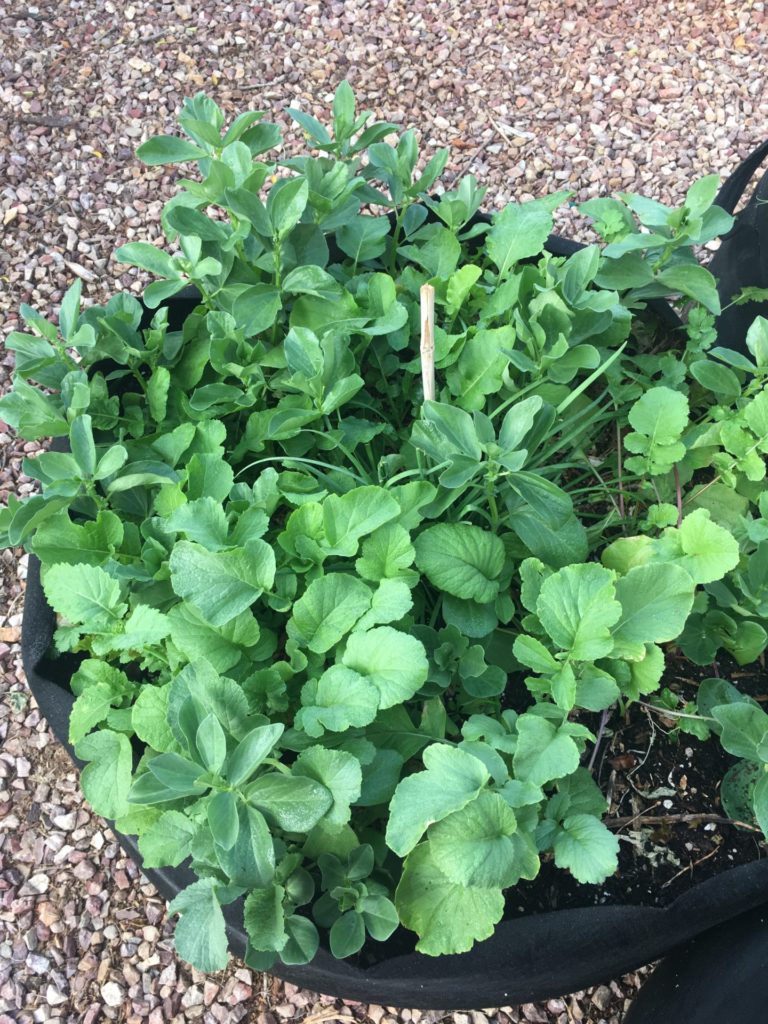 Fava and Radish companion Planting