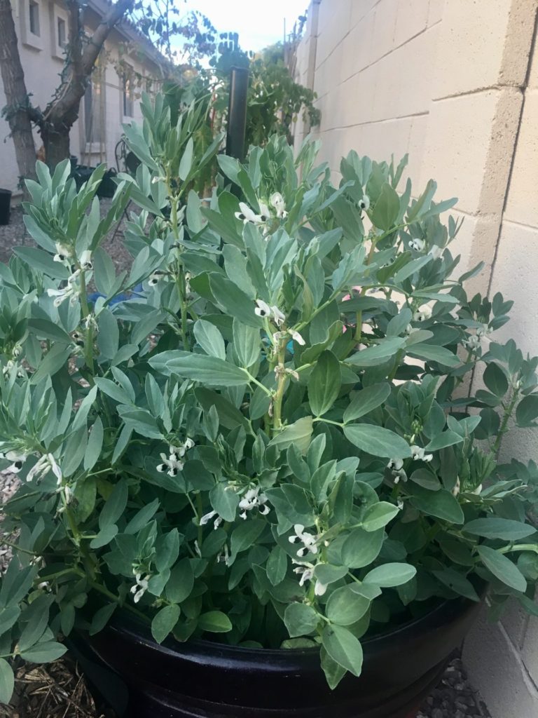 Large Pot of Fava Beans