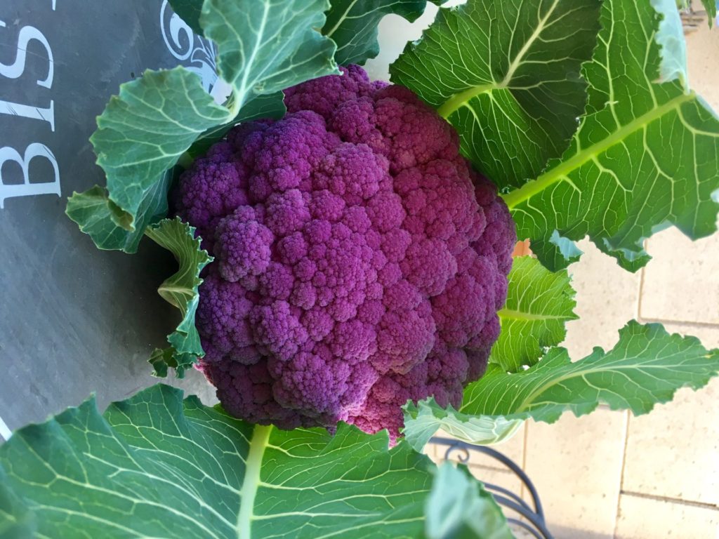 Winter Harvested Purple Cauliflower