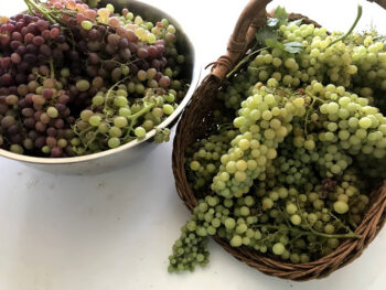 Grape Harvest at Ardenelli Farms