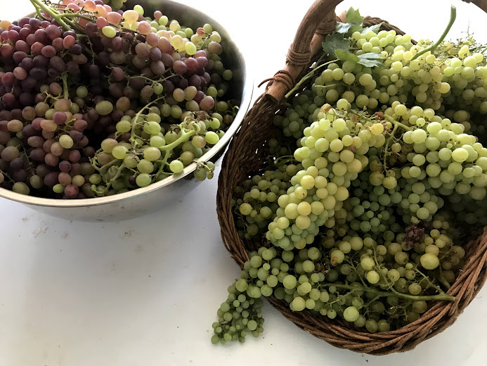 Grape Harvest at Ardenelli Farms