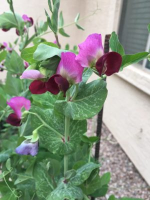 Limestone Pea - (Pisum sativum)