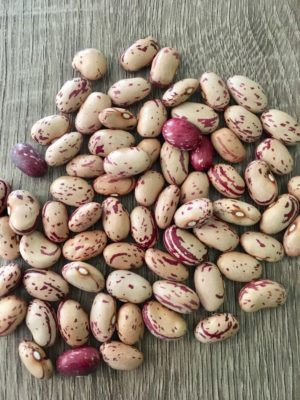 Classic Cranberry bean - (Phaseolus vulgaris)