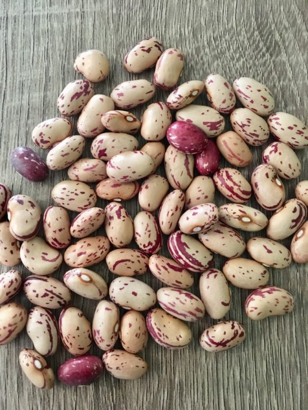 Classic Cranberry bean - (Phaseolus vulgaris)