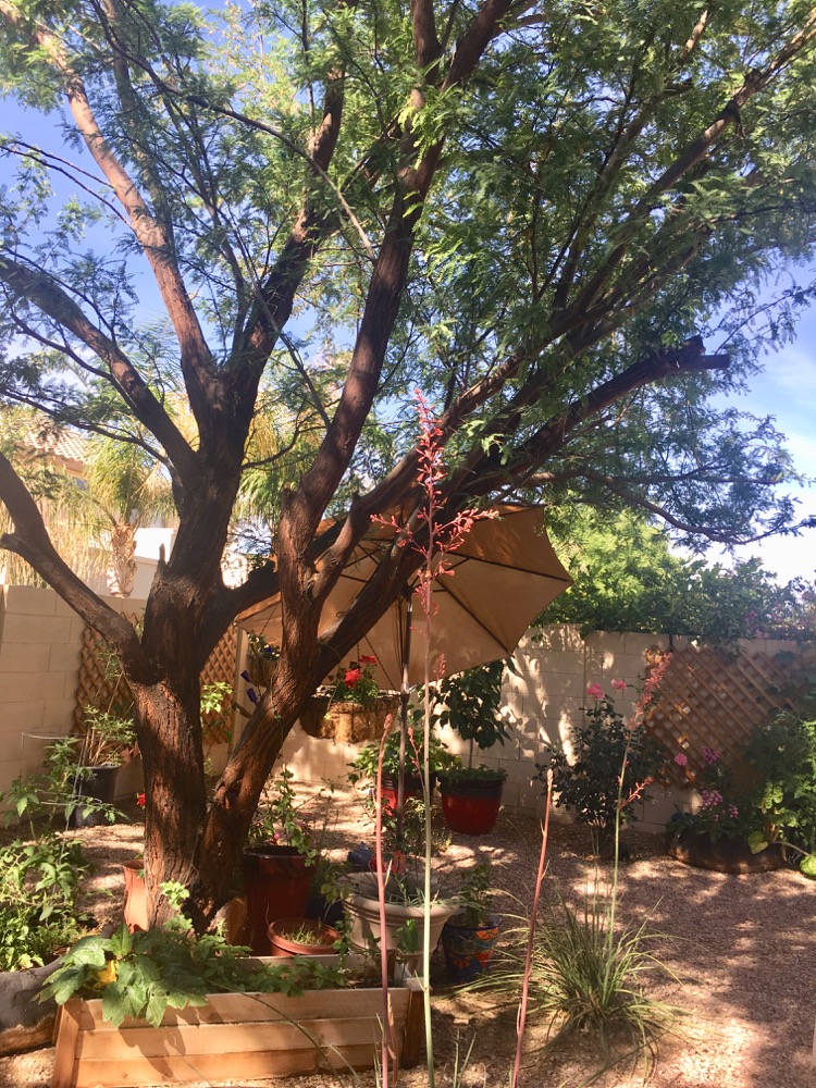 Shade Trees For The Desert Garden, Small Patio Trees For Arizona