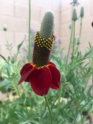 Spring Wildflower Collection