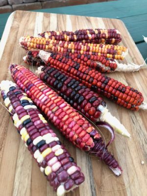Painted Mountain Flour Corn - (Zea Mays)