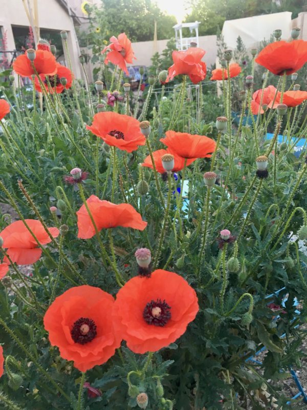 Spring Wildflower Collection - Image 2