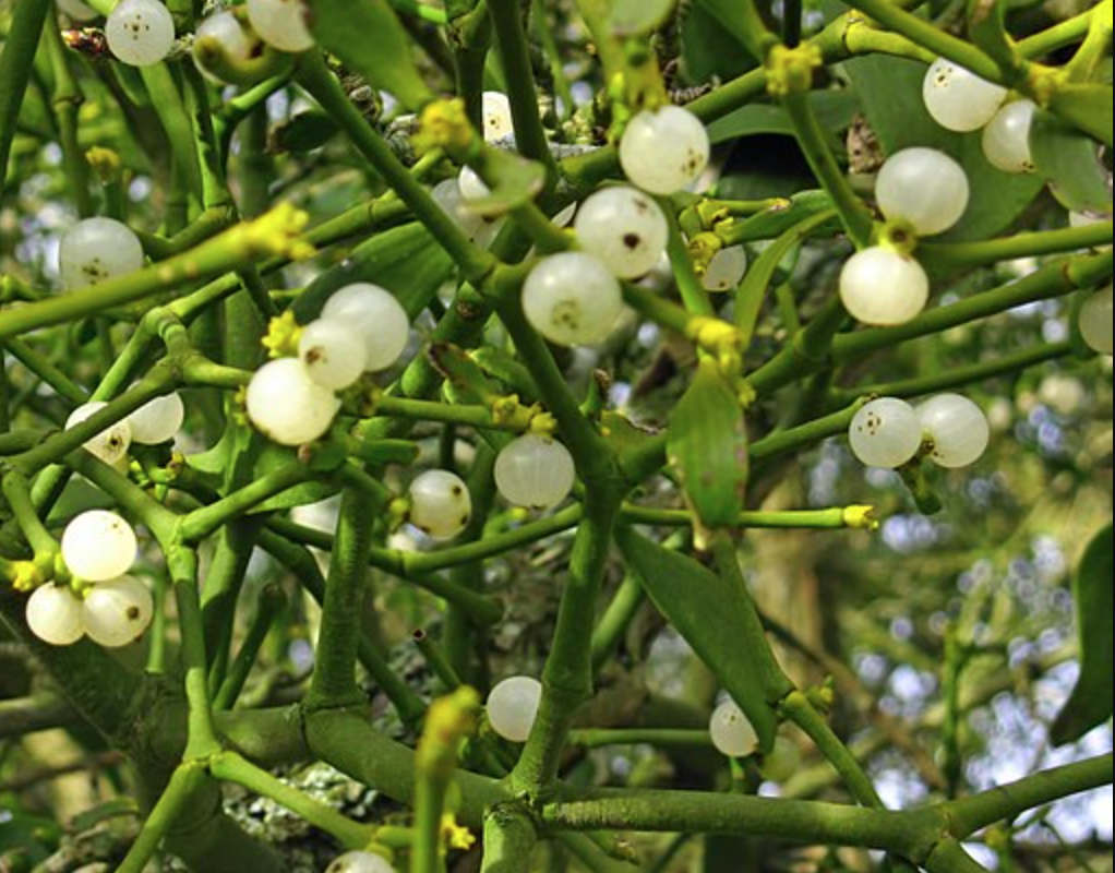 Mistletoe Berries