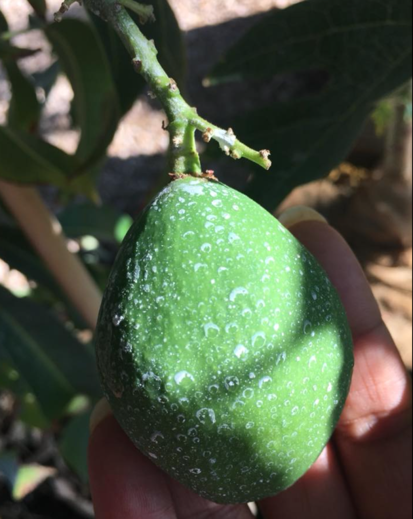 Young mango treated with kaolin clay to keep it cooler