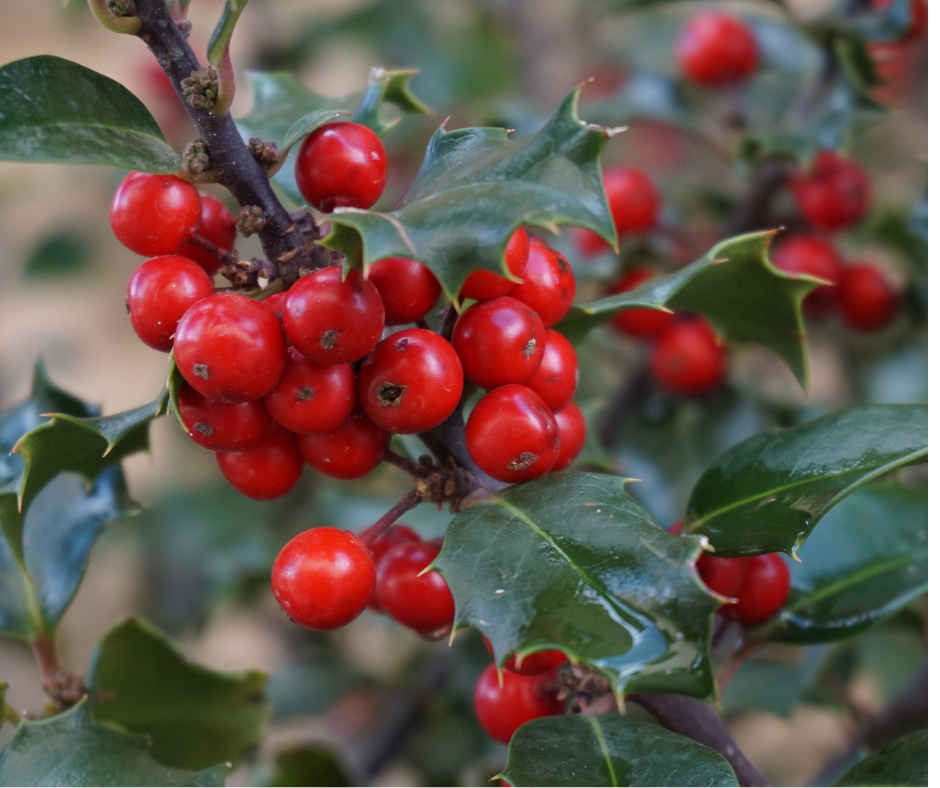 Holly Berries