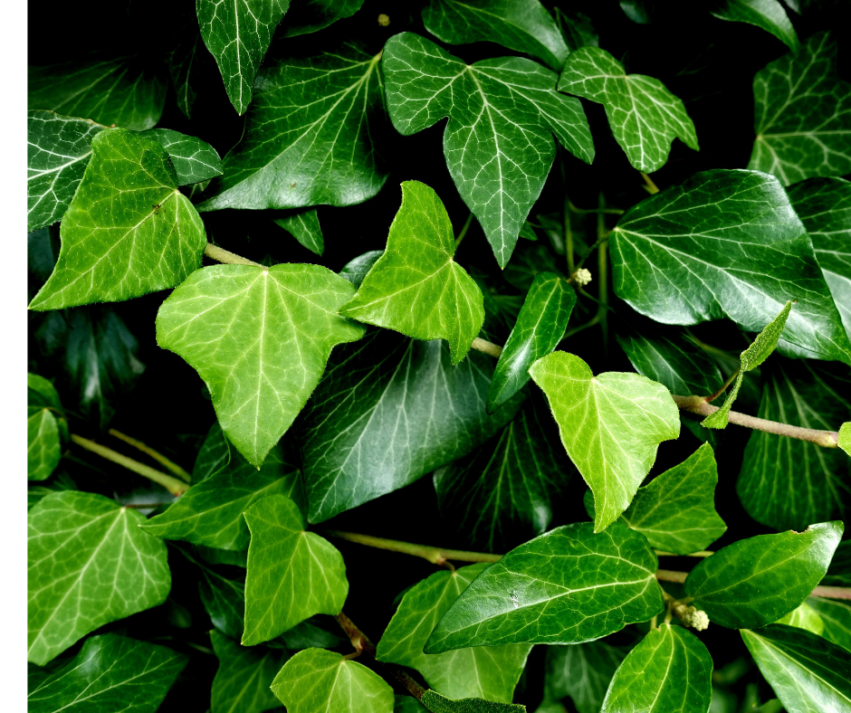 Ivy