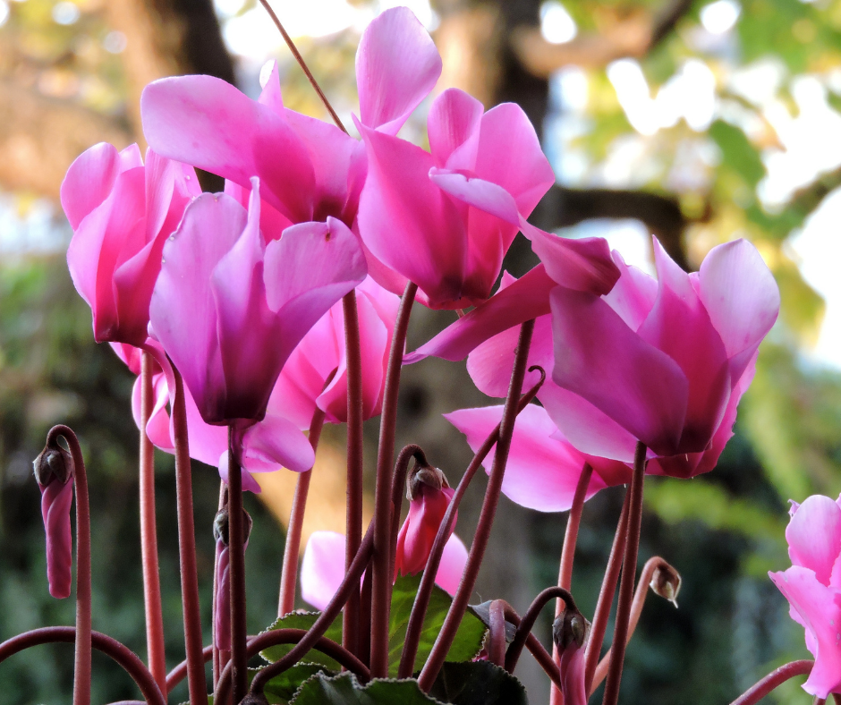 Pink Cyclamens