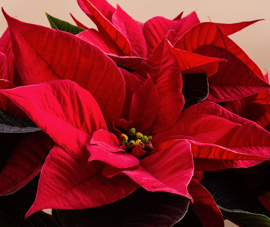 Poinsettia