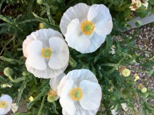 Flanders Poppy White - (Papaver rhoeus)