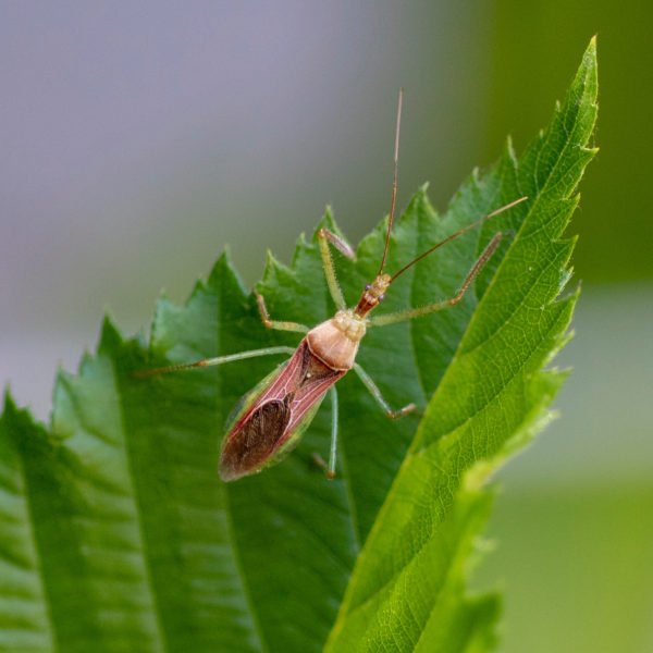 Assassin Bug Eggs (Zelus renardii)