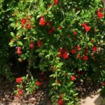 Pomegranate Tree in Full Bloom