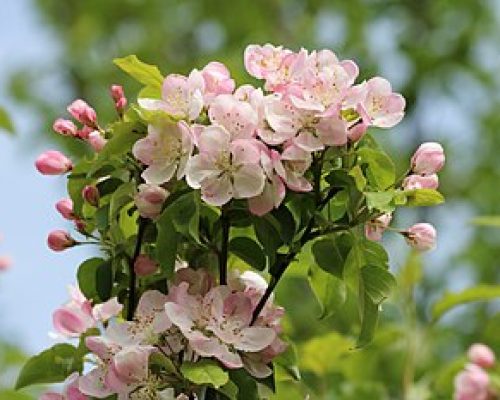 Apple Blossons