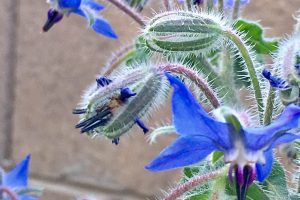 Borage