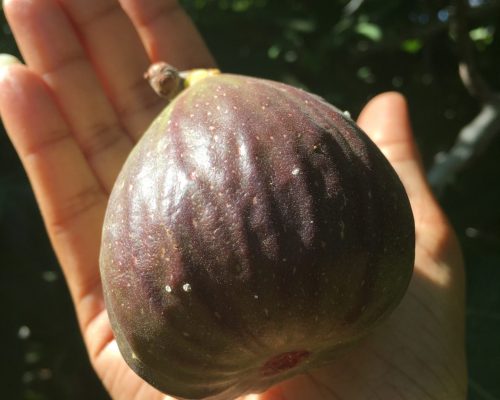 Huge Fig- Variety Unknown