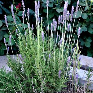 Lavandula_angustifolia_Lavender
