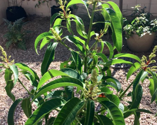 Young mango tree flowering