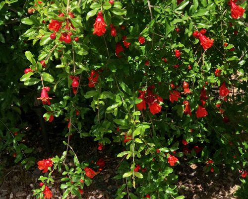 Pom Tree in Bloom