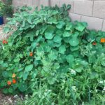 Nasturtium and Veggies