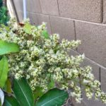 Lychee in flower