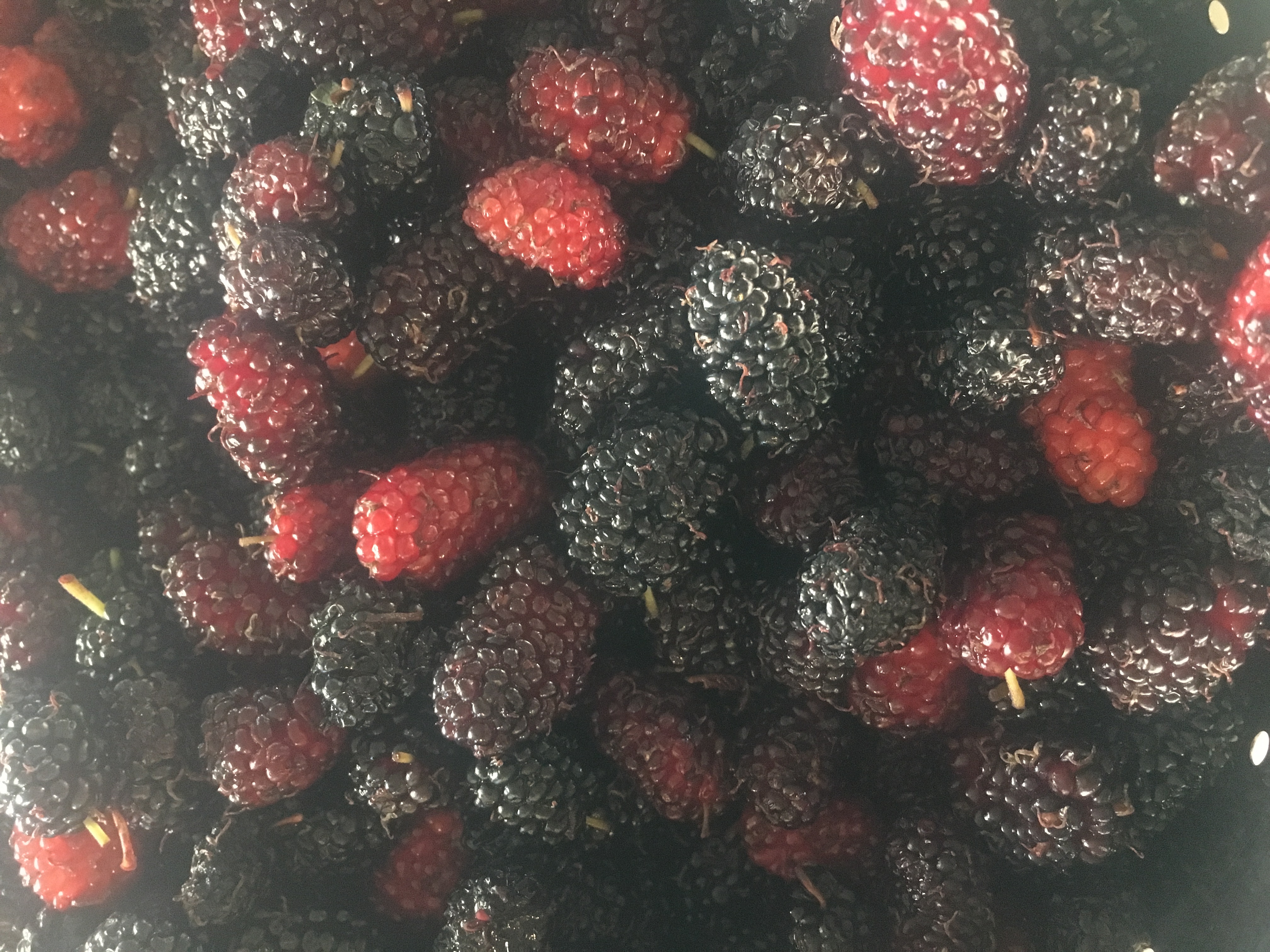 Fresh picked mulberries