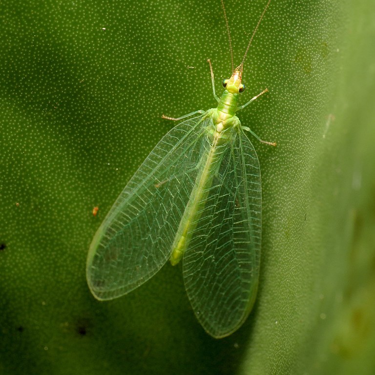 Green Lacewings (Chrysoperla rufilabris)