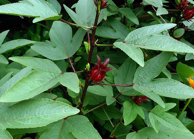 Top View Of Dried Hibiscus Sabdariffa Or Roselle Fruits In The