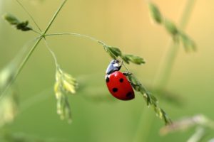 Ladybugs (1,500 Live)