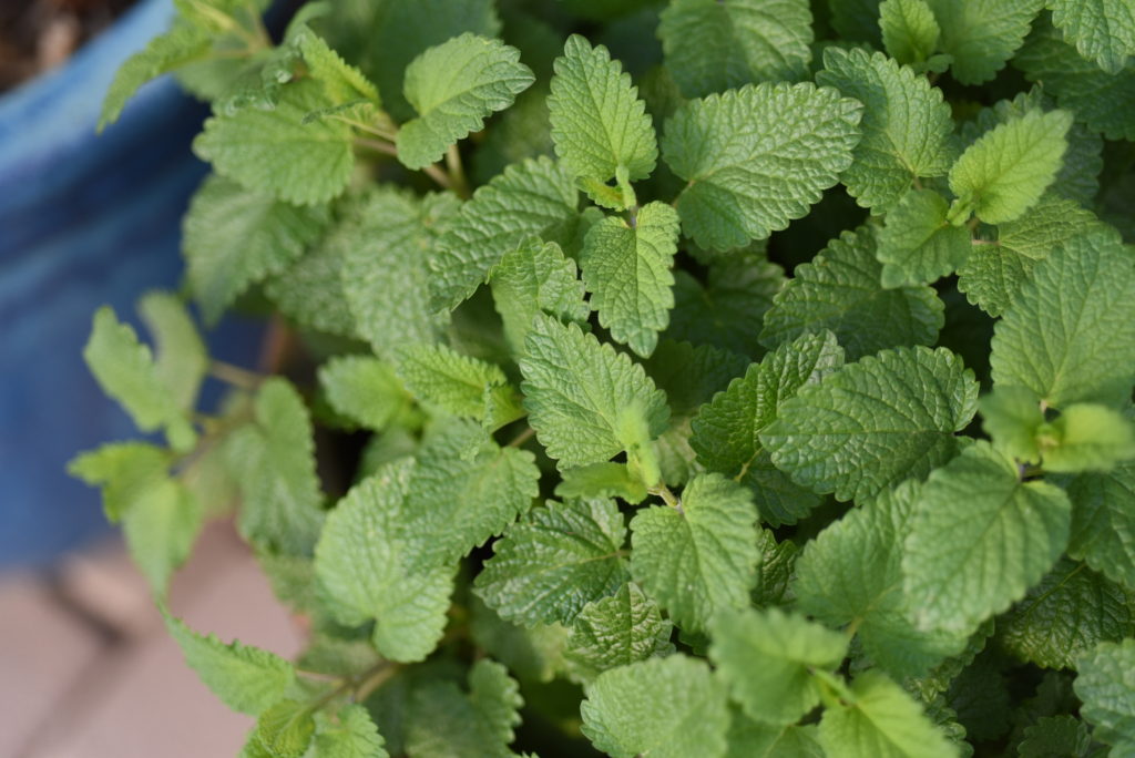 lemon balm