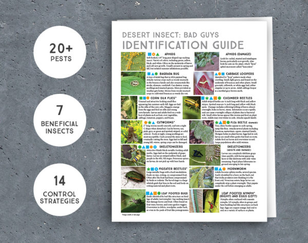 Desert Insect Identification Guide + Control Strategies INSTANT DOWNLOAD