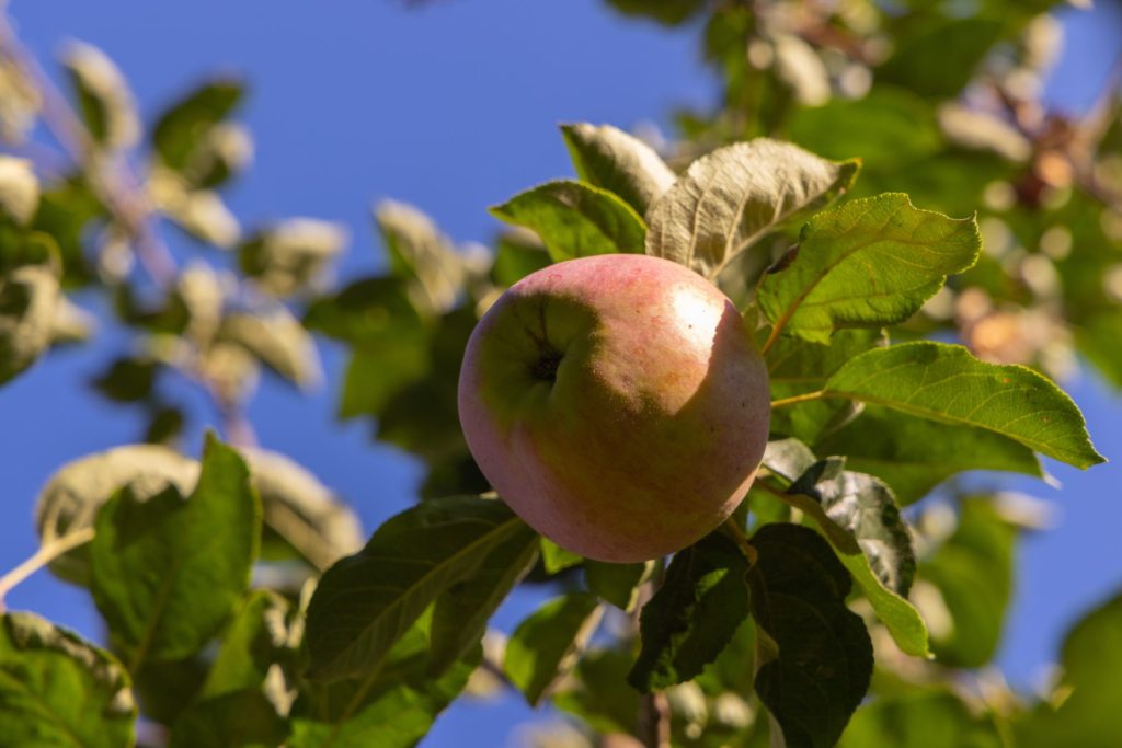 Apple Tree