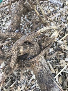 rootbound-tree-7