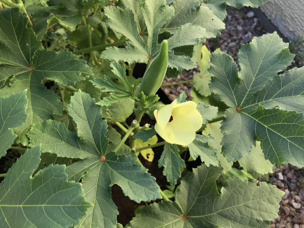 Crispy Stir-Fried Okra | Gardening in the Desert